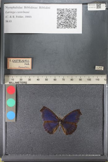 Media type: image;   Entomology 144119